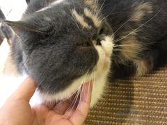 -萌喵宠狗爱心宠咖