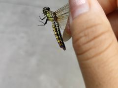 -PIZZA BIANCA(万象城店)