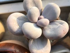 -秦美花卉(天朗·莱茵小城2期店)