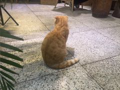 -谷咖啡·鲜花绿植花园餐厅