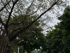 -海珠湖公园