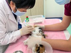 -北京观赏动物医院·24小时大型综合·猫专科·异宠专科
