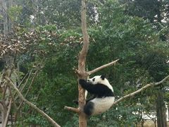-成都大熊猫繁育研究基地