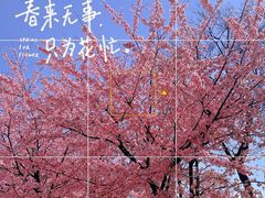 -顾村公园