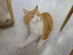 -喵园·猫主题咖啡厅·撸猫·猫咖(国贸店)