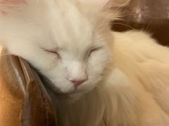 -猫小院猫主题餐厅(三里屯店)