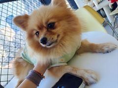 -怪兽屋·羊驼·猫咖·狗咖(俊华广场店)