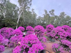 -莲花山公园