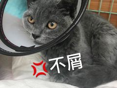 -瑞派雷欧宠物医院·24h夜诊·心脏骨科牙科·全科重症转诊中心(无影山店)