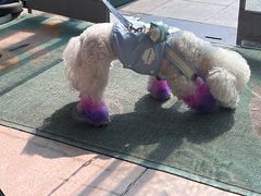 -瑞派·关忠动物医院·猫专科·犬专科(三环新城店)