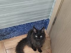 -瑞派名望志远动物医院·猫科·內科·异宠专科(直港大道店)