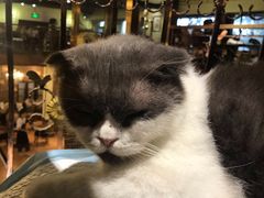 -more than meow吴止猫主题餐厅(承德 中船汇店)