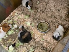 -上海大自然野生昆虫馆(东方明珠·爬宠昆虫探索中心)