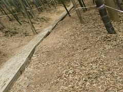 -上海佘山国家森林公园天马山园