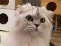-猫大福·Fortune Cat猫舍(百子湾店)