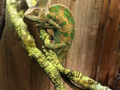 -上海大自然野生昆虫馆(东方明珠·爬宠昆虫探索中心)