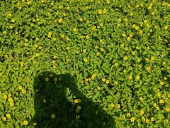 -黑龙江省森林植物园