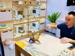 -山宅一喵德文卷毛猫舍