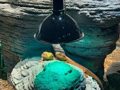 -帕帕拉兹宠物(亚洲旗舰店)