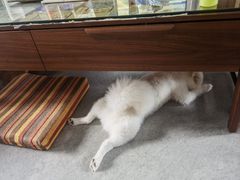 -老周记顺德双皮奶