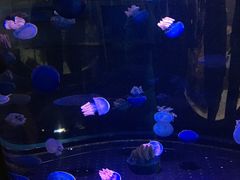 -瑞普利水族馆