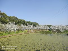 -树山生态村