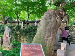 -青岛崂山太清宫