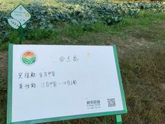 -上海都市菜园