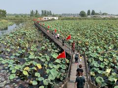 -白洋淀景区