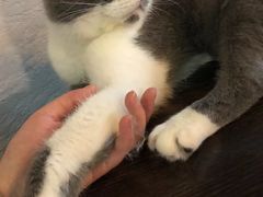 -蓝鲸·缅因猫舍