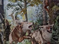 -陕西自然博物馆