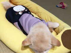 -逗柴咖啡屋·狗咖猫咖宠物桌游