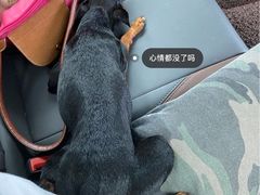 -申普宠物医院·心脏介入·心血管微创(总院)