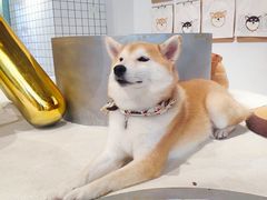 -柴务处·柴犬主题狗咖