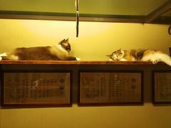 -猫咪博物馆(顶澳仔猫街店)