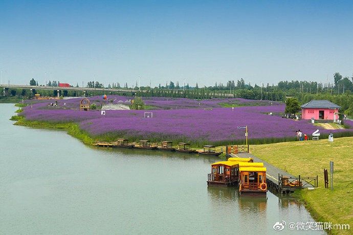 浦口永宁侯冲风景区河岸花海,玫瑰花与马鞭草正是最佳观赏时.