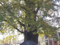 -千年银杏谷文化旅游区