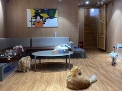 -MOCHA明星猫咖(田子坊店)