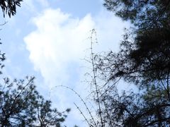 -缙云山景区