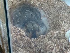 -怪兽屋·羊驼·猫咖·狗咖(俊华广场店)