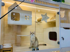 -柚子猫舍·精品猫舍购猫·猫咪认养·购宠·宠物店