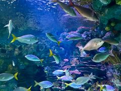 -上海海洋水族馆