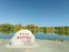 -金塔沙漠胡杨林景区