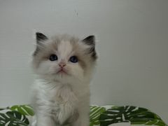 -青奢宠物·青奢猫舍