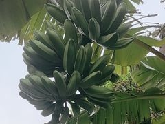 -云溪植物园