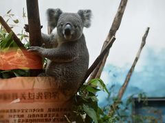 -广州长隆野生动物世界