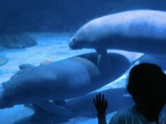 -烟台海昌鲸鲨海洋公园