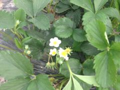 -青浦采草莓天天草莓园