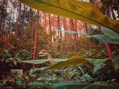 -森波拉奇妙世界