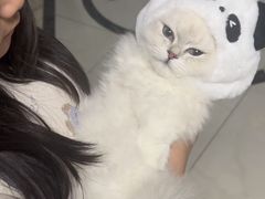 -飞行喵MR PILOT|猫舍·猫咖(静安大融城店)